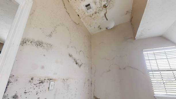 Best Crawl Space Mold Remediation  in Holiday Valley, OH